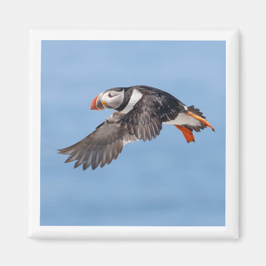 Atlantic Puffin 2x2 magnet Magneet (Voorkant)