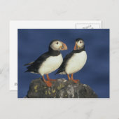 Atlantic Puffin Briefkaart (Voorkant / Achterkant)