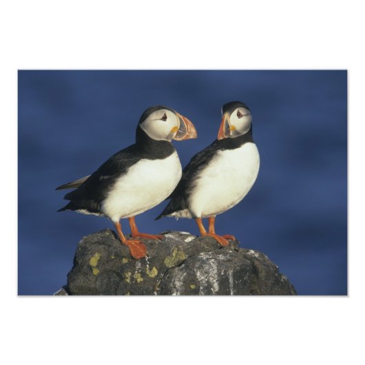Atlantic Puffin Foto Afdruk (Voorkant)