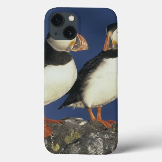 Atlantic Puffin, Fratercula arctica), in Case-Mate iPhone Case (Achterkant)