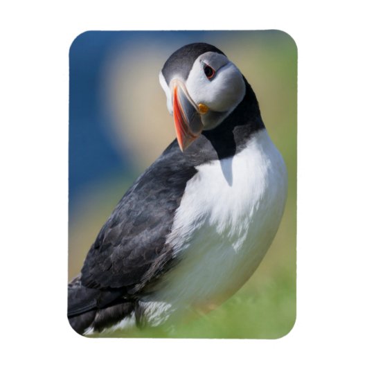 Atlantic Puffin (Fratercula Arctica) op Cliff 2 Magneet (Verticaal)