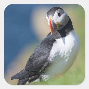 Atlantic Puffin (Fratercula Arctica) op Cliff 2 Vierkante Sticker