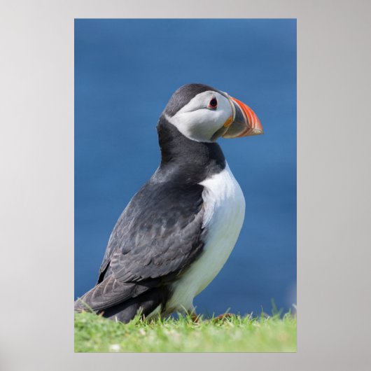 Atlantic Puffin (Fratercula Arctica) op Cliff Poster (Voorkant)