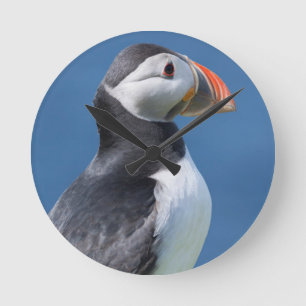 Atlantic Puffin (Fratercula Arctica) op Cliff Ronde Klok