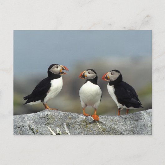 Atlantic Puffin Group Briefkaart (Voorkant)