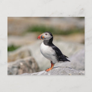Atlantic Puffin in Machias, Maine Briefkaart