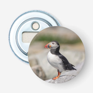 Atlantic Puffin in Machias, Maine Button Flesopener