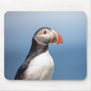 Atlantic Puffin in Machias, Maine Muismat