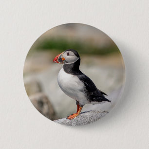 Atlantic Puffin in Machias, Maine Ronde Button 5,7 Cm