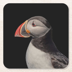 Atlantic Puffin in Machias, Maine Vierkante Kartonnen Onderzetter