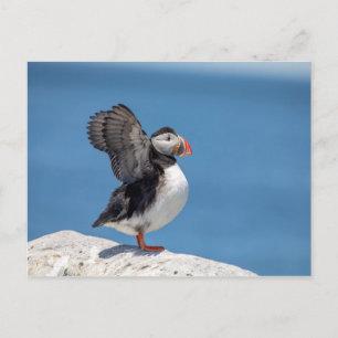 Atlantic Puffin in Machias, ME Briefkaart