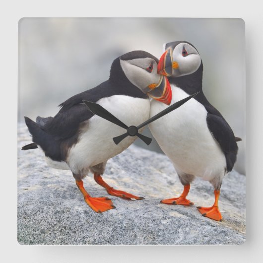 Atlantic Puffin Love Vierkante Klok (Voorkant)