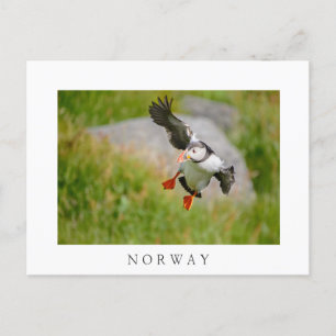Atlantic Puffin oiseau volant texte blanc carte po