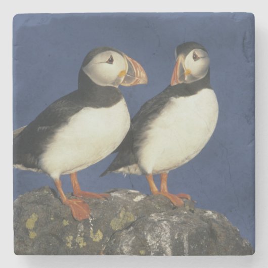 Atlantic Puffin Stenen Onderzetter (Voorkant)