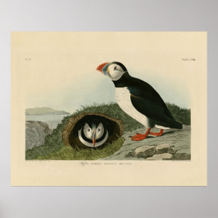 Atlantic Puffin uit Audubon's Birds of America Poster