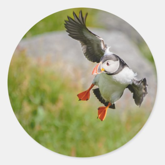 Atlantic Puffin vogel vliegen rond sticker (Voorkant)