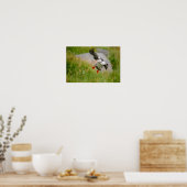 Atlantic Puffin-vogel vliegend poster (Keuken)