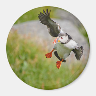 Atlantic Puffin-vogel vliegend rond magnet Magneet