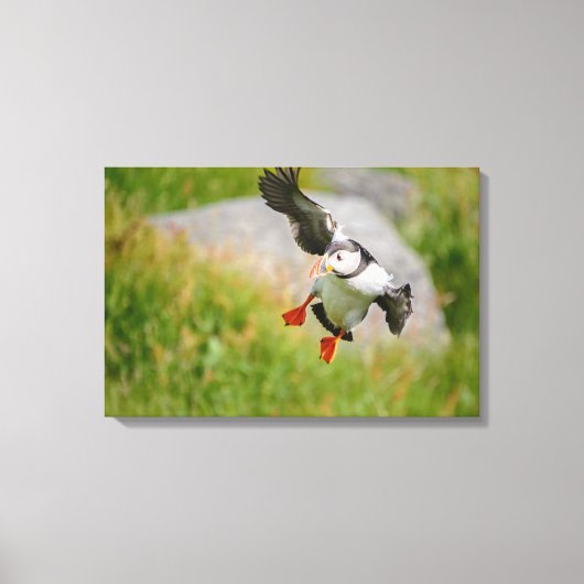 Atlantic Puffin vogel vliegende canvas print (Voorkant)