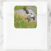 Atlantic Puffin vogel vliegende sticker (Tas)