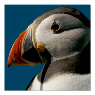 Atlantic Puffin Vogelfoto Blauw Glanzend Poster Perfect Poster