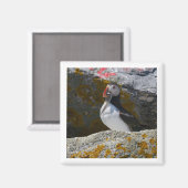 Atlantic Puffin with fish 2x2 magnet Magneet (Voorkant / Achterkant)