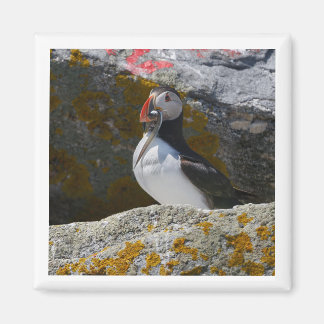 Atlantic Puffin with fish 2x2 magnet Magneet