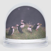 Atlantic Puffins (Avant)