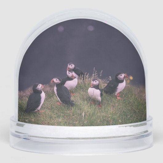 Atlantic Puffins (Avant)