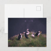 Atlantic Puffins Briefkaart (Voorkant / Achterkant)
