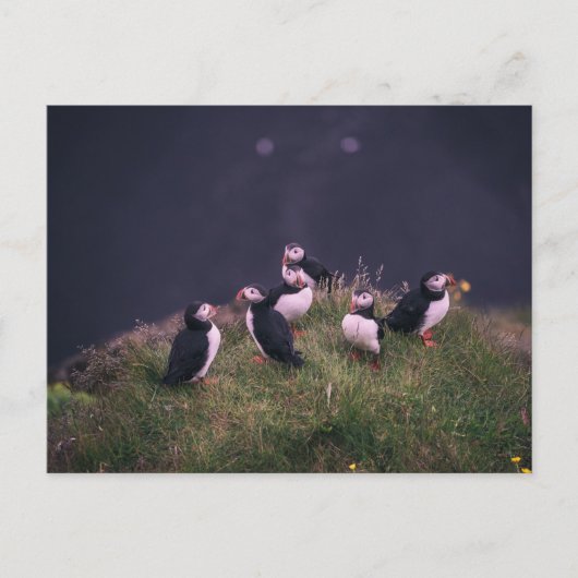 Atlantic Puffins Briefkaart (Voorkant)