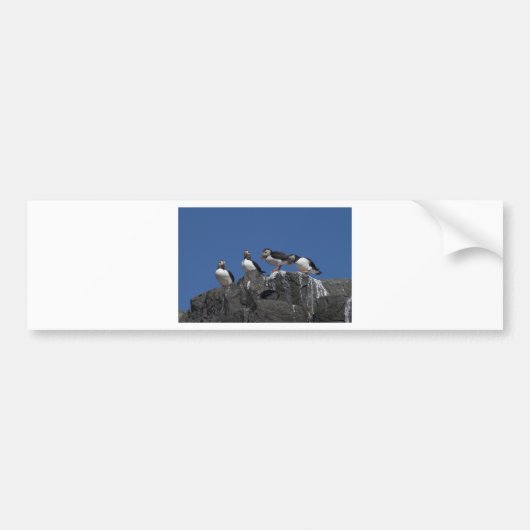 Atlantic Puffins Bumpersticker (Voorkant)