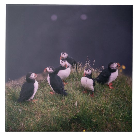 Atlantic Puffins Ceramic Tegel Tegeltje (Voorkant)