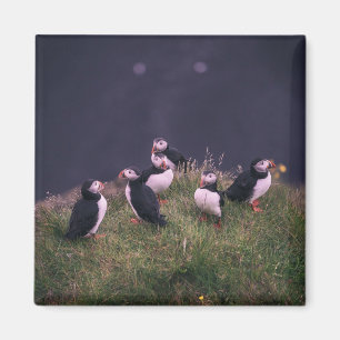 Atlantic Puffins Magnet