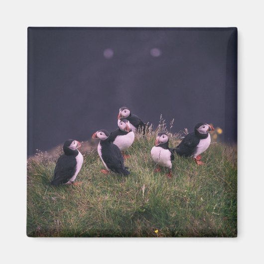 Atlantic Puffins Magnet (Devant)