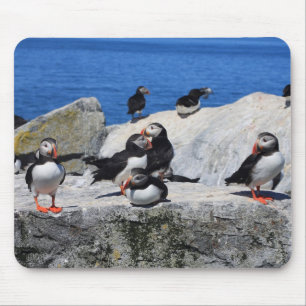 Atlantic Puffins op Machias Seal Island Muismat