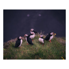 Atlantic Puffins Perfect Poster