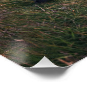 Atlantic Puffins Perfect Poster (Hoek)