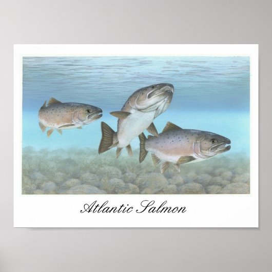 Atlantic Salmon Painting Poster (Devant)