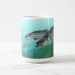 Atlantic Stribass Fish Morone Saxatilis Koffiemok