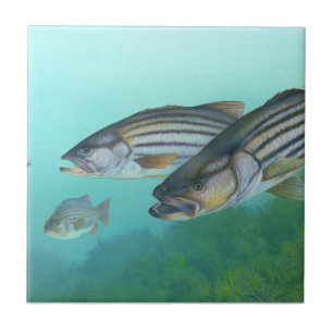 Atlantic Stribass Fish Morone Saxatilis Tegeltje