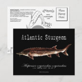 Atlantic Sturgeon-Black-Briefkaart Briefkaart (Voorkant / Achterkant)