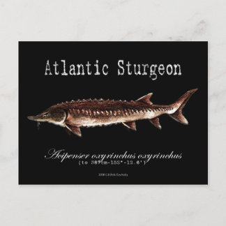 Atlantic Sturgeon-Black-Briefkaart Briefkaart