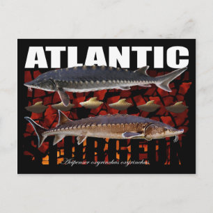 Atlantic Sturgeon-Collage-Briefkaart Briefkaart