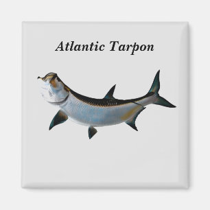 atlantisch tarpon magneet
