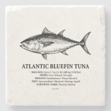 Atlantische Blauwvintonijn Wetenschappelijke Illus
