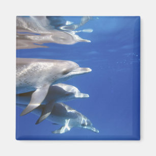 Atlantische gevlekte dolfijnen. Bimini, Bahamas Magneet