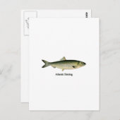 Atlantische haring briefkaart (Voorkant / Achterkant)