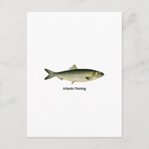 Atlantische haring briefkaart