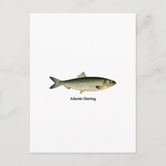 Atlantische haring briefkaart (Voorkant)